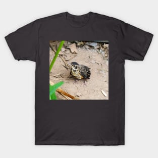 Young American Robin On The Ground T-Shirt